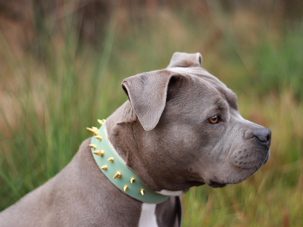 Halsband Classy M ab 42,99€